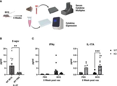 IL-27 alters inflammatory cytokine expression and limits protective immunity against Mycobacterium tuberculosis in a neonatal BCG vaccination model